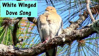 White Winged Dove Song [upl. by Acinoed894]