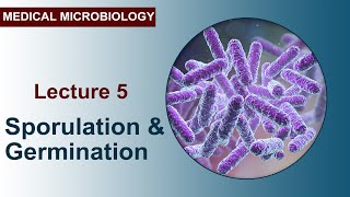 Lecture 5  Sporulation and Germination [upl. by Nelyag]