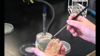 Isolation of bacterial colonies [upl. by Dianna]