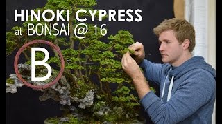 Hinoki Cypress  Bonsai 16 [upl. by Naoj829]