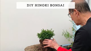 DIY Hinoki Bonsai [upl. by Menendez]