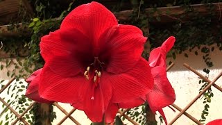 How to Make Your Amaryllis Bloom Again [upl. by Tebasile]