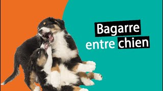 Mes chiens se battent entre eux  Que faire   Dr COZ [upl. by Wetzel]