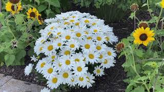 Daisy May Leucanthemum [upl. by Yk]