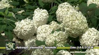 Hydrangea arborescens Annabelle [upl. by Soalokcin543]