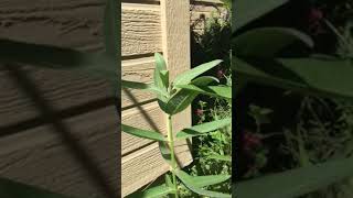 Growing milkweed from seed [upl. by Akeemahs]