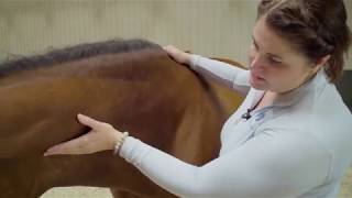 Unbridled Equine  Neck Massage Educational Video [upl. by Hacissej]