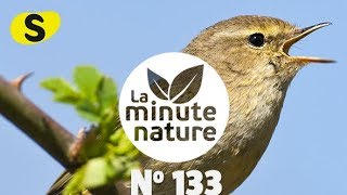 CHANTS DOISEAUX LEÇON 3 No 133 [upl. by Nahama372]