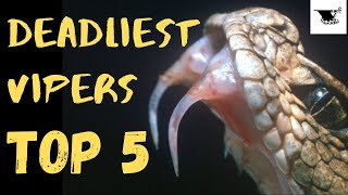 Ranking the Worlds Deadliest Vipers [upl. by Ronoh]