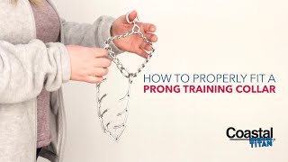 How to Get the Proper Fit Titan Prong Collar [upl. by Aldarcie]