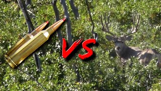 Colorado Mule Deer Hunting with Steve Hornady Eastmans Hunting TV [upl. by Mikes]