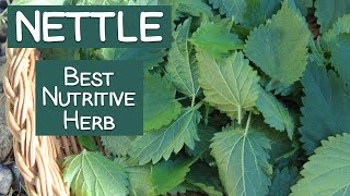 Stinging Nettle A Nutritive Herb and Energizing Tea [upl. by Thema650]