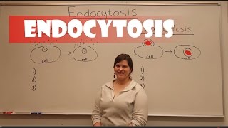 Endocytosis Pinocytosis amp Phagocytosis [upl. by Secnirp100]