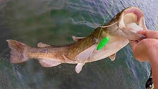 How to Catch Catfish Trolling [upl. by Bryanty]