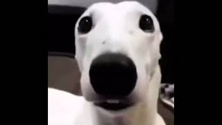 White dog shivering meme 1 HOUR [upl. by Sobmalarah673]