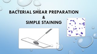 Bacterial Smear Preparation and Simple Staining [upl. by Calvinna87]