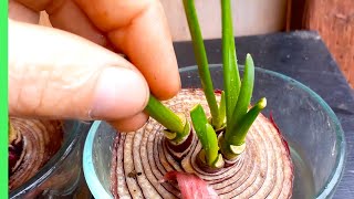 ReGrow multiple ONIONS from a LEFTOVER piece of ONION [upl. by Amsden]