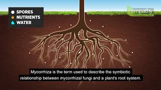 Mycorrhizal Fungi Animation [upl. by Ramonda]