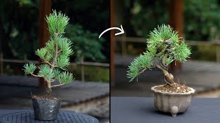 Creating a Pine Bonsai [upl. by Mosby112]