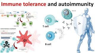 Immune Tolerance and autoimmunity overview [upl. by Cimah]