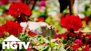 How to Plant Geraniums  Gardening Tips  HGTV [upl. by Lerud618]