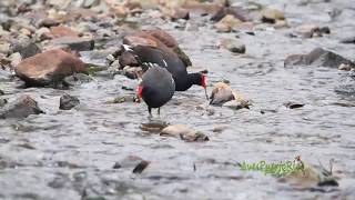 GALLARETA COMÚN en el rio alimentándose Common Gallinule Gallinula galeata [upl. by Pyle707]