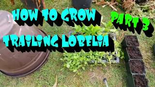 How to grow Lobelia part 3 [upl. by Adnara]