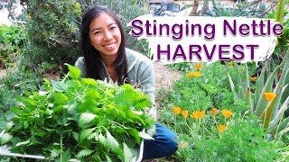 Stinging Nettle Harvest and Drying For Tea [upl. by Ymac339]