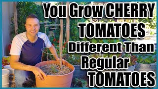 Grow Cherry Tomatoes in a Container [upl. by Persson125]