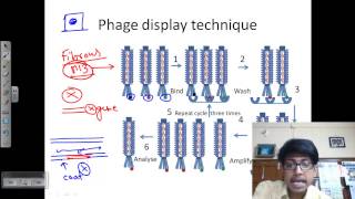 Phage display technique [upl. by Omissam750]