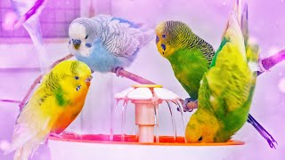 Budgies Singing for Lonely Budgies while taking a Bath [upl. by Zischke]