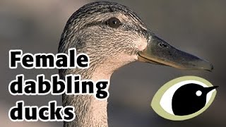 BTO Bird ID  female dabbling ducks [upl. by Tnarg]