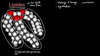 Introduction aux lipides [upl. by Sibylla906]