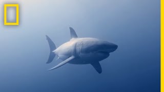 How to Identify a Bull Shark  Raging Bull Shark [upl. by Dituri]