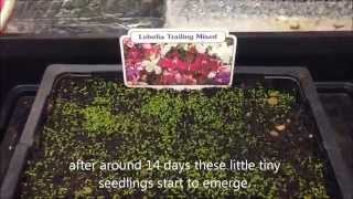 Trailing Lobelia mixed from seed Growing information and help [upl. by Eetsirhc]