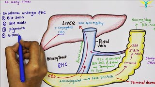 Enterohepatic Circulation of Bile Acids [upl. by Seiden64]