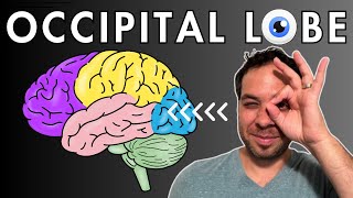 The Occipital Lobe Visual Cortex  Location and Function [upl. by Oirrad385]