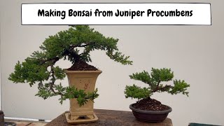 Making Bonsai From Juniper Procumbens with Padmapriya [upl. by Yrebmik]