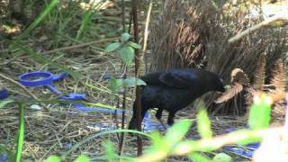 Courtship display of the Satin Bowerbird [upl. by Sioux]