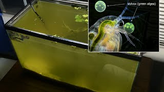 Raising Daphnia for the Freshwater Aquarium [upl. by Silletram448]