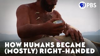 How Humans Became Mostly RightHanded [upl. by Mariana644]