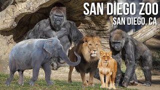 San Diego Zoo  Walking Tour  4K UHD [upl. by Benge]