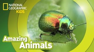 Beetle 🐞  Amazing Animals [upl. by Warfore995]