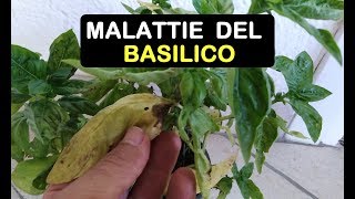 LE MALATTIE DEL BASILICO [upl. by Hamforrd764]