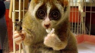 Distraction Slow loris eats a rice ball [upl. by Aicelaf]