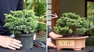 How to make a Bonsai tree [upl. by Belldas]