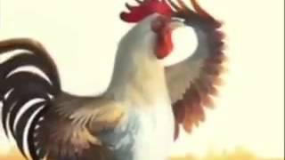 Quando un Gallo ti sveglia [upl. by Teryn622]