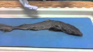 Dogfish Shark Dissection [upl. by Yortal]