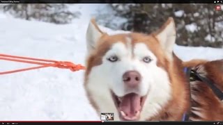 Awesome Talking Huskies Compilation [upl. by Ydarb]