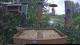 Female Rosebreasted Grosbeak  Cornell Lab FeederWatch Cam – Sept 27 2018 [upl. by Ahsenra520]